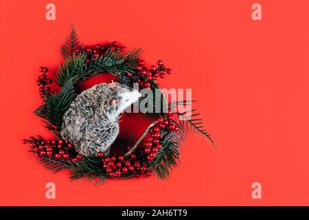 Grigio-bianco splendido purosangue posa di ratto in una ghirlanda di Natale Foto Stock