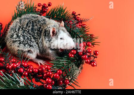 Grigio-bianco bellissimo Ratto purosangue seduta in una ghirlanda di Natale Foto Stock