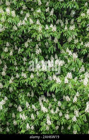 Cavallo castagno blossom Foto Stock