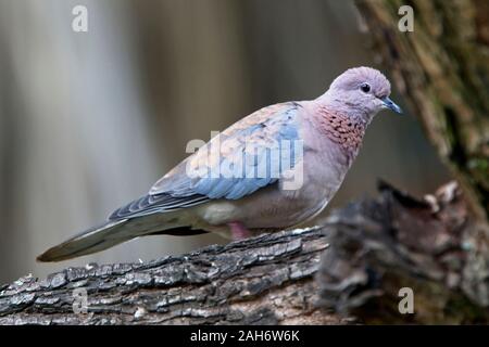 Ridendo Colomba (Spilopelia senegalensis) in una struttura ad albero, Niarobi, Kenya. Foto Stock