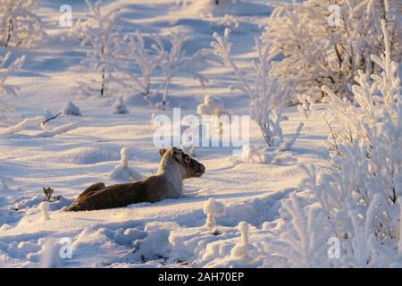 La renna, Rangifer tarandus sdraiato nella neve tra gli alberi, nel bel pomeriggio luce, Gällivare, Lapponia svedese, Svezia Foto Stock