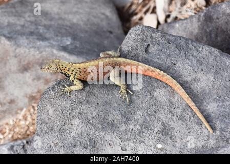 La piccola lucertola di lava Microlophus delanonis seduto su di una pietra Foto Stock