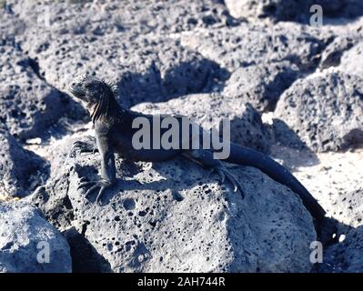 Marine iguana Amblyrhynchus cristatus seduto su una roccia in fase di riscaldamento al sole Foto Stock