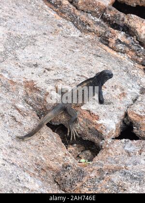 Marine iguana Amblyrhynchus cristatus seduto su una roccia in fase di riscaldamento al sole Foto Stock
