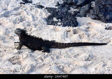 Marine iguana Amblyrhynchus cristatus camminando su di una spiaggia di sabbia Foto Stock