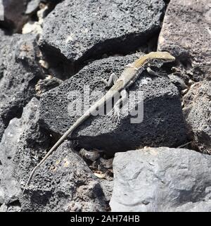 Il Tenerife lizard Gallotia galloti giovani esemplari per la sostituzione della pelle Foto Stock