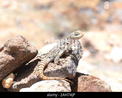 Madagascan acciuffato iguana Oplurus cuvieri nel suo ambiente naturale sul Madagascar Foto Stock