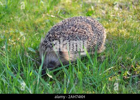 Serching Hedgehog per alimenti su un prato Foto Stock