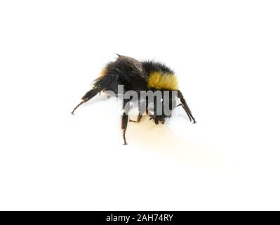 Bumblebee bere la soluzione dello zucchero per recuperare dalla perdita di energia Foto Stock