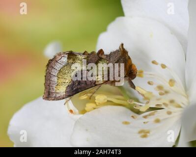 L'ottone brunito moth Diachrysia chrysitis seduti in un fiore bianco Foto Stock