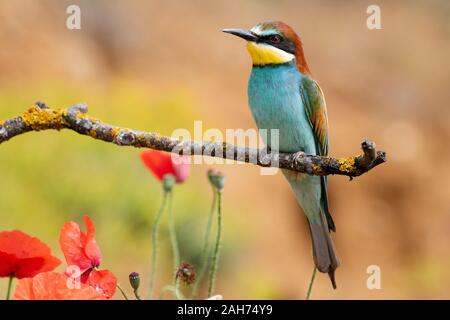 Europeo coloratissimo Gruccione (Merops apiaster) arroccato su di un piccolo ramo. Foto Stock