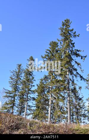 Alti alberi di abete rosso picea abies in una foresta in un giorno di estate Foto Stock