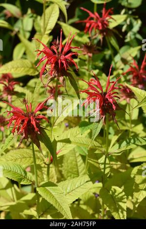 Primo piano sul fiore rosso Crimson beebalm Monarda didyma Foto Stock