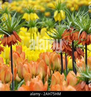 Red Kaiser, la corona di fiori tra i tulipani Foto Stock