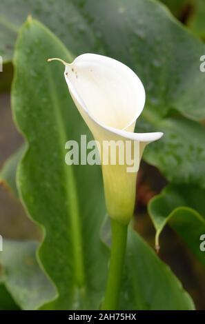 Primo piano su un bianco Calla Lily Foto Stock