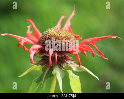 Primo piano sul fiore rosso Crimson beebalm Monarda didyma Foto Stock