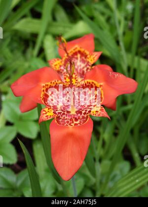 Orange spotted jockey cappuccio del giglio Tigridia pavonia fiore Foto Stock