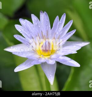 Primo piano sul fiore dell'est-africano ninfee Nymphaea colorata Foto Stock