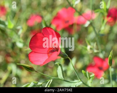 Rosso lino Linum grandiflorum fioritura in un giardino Foto Stock