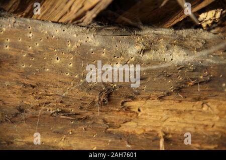 Un worm di legno in una vecchia trabeazione Foto Stock