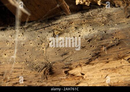 Un worm di legno in una vecchia trabeazione Foto Stock