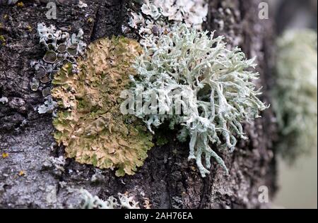 Roccia ricoperta di diverse specie di lichen su un tronco. Spagna. Foto Stock