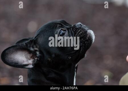 Frechn Bull dog shot all'aperto. Guardando al proprietario Foto Stock