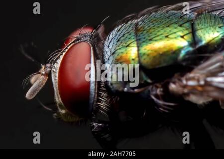 La fotografia macro di mosca carnaria isolati su sfondo nero Foto Stock