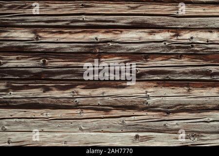 Termiti mangiare vecchia e decadente doghe in legno Foto Stock