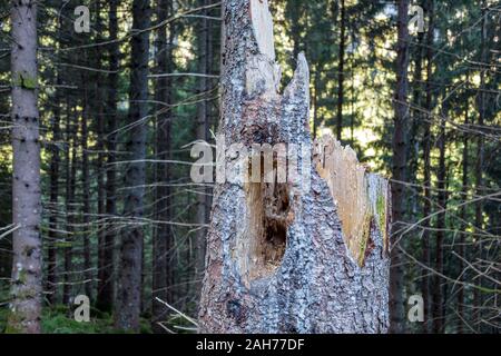 Foro di picchio.tronco morto di picea abies tree, corteccia, foreste di abete rosso. Obersulzbachtal. Gruppo Venediger. Parco Nazionale degli Alti Tauri. Sulzau. Alpi austriache Foto Stock