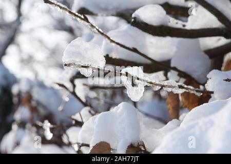 Il ghiaccio sui rami e leaave in Forrest Foto Stock