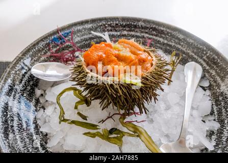 Fresco Mar Mediterraneo Urchin sul letto di ghiaccio. Foto Stock