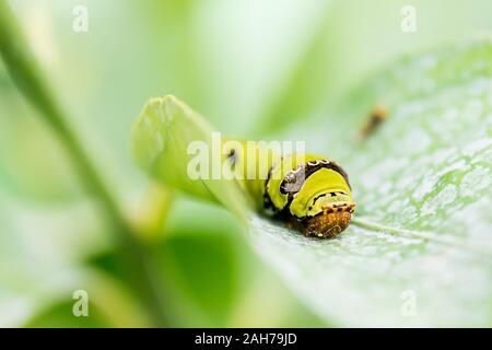 Primo piano di un verme di caterpillar verde che strisciano su una foglia, su uno sfondo verde bokeh Foto Stock