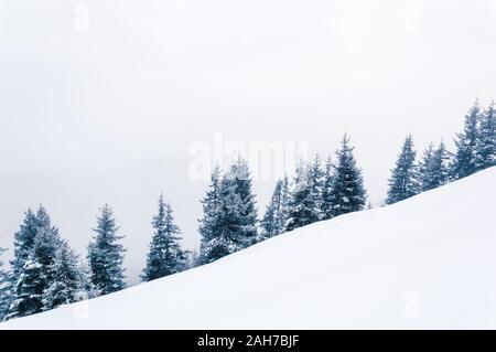 Semplice bianco inverno sfondo con bosco su una collina ricoperta di neve. Una linea di snowy abeti situato diagonalmente. Copy-spazio Foto Stock