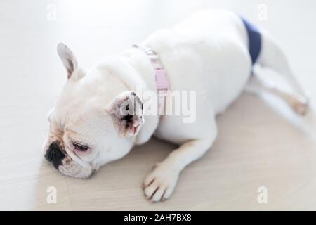 Primo piano di un bulldog francese bianco che indossa un pannolino sdraiato in modo pigroso sul pavimento Foto Stock