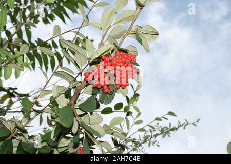 Boccola con frutti di bosco su sfondo cielo Foto Stock