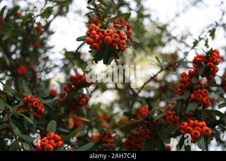 Boccola con frutti di bosco su sfondo cielo Foto Stock