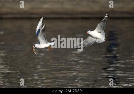 (191226) -- TIANJIN, Dic 26, 2019 (Xinhua) -- a testa nera gabbiani foraggio a Fiume Haihe nel nord della Cina di Tianjin, Dic 26, 2019. (Xinhua/Li Ran) Foto Stock