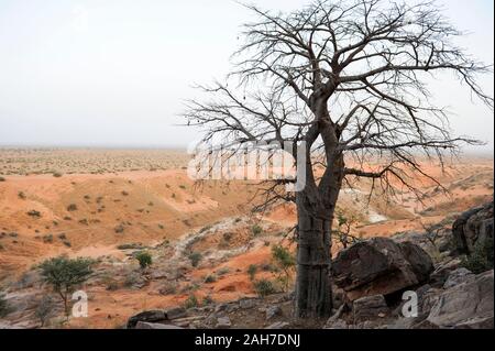 MALI, Bandiagara, Dogonland, habitat dell'etnia Dogon, vista da Falaise formazione di roccia, Baobab Foto Stock
