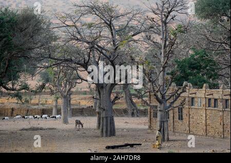 MALI, Bandiagara, Dogonland, habitat dell'etnia Dogon, villaggio Dogon con alberi di baobab Foto Stock