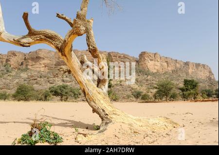 MALI, Bandiagara, Dogonland, habitat dell'etnia Dogon, Falaise formazione di roccia, dune di sabbia e Albero morto Foto Stock