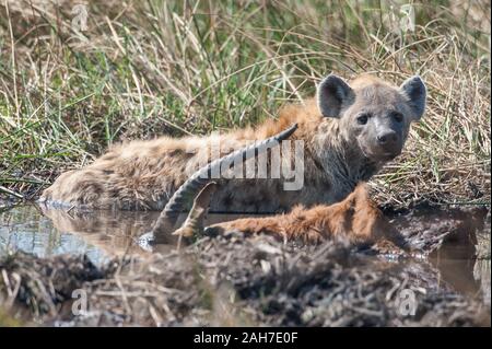 Iena con lechwe rosso uccidere (rubato da un leopardo) in Moremi NP (zona Khwai), Botswana, Africa Foto Stock