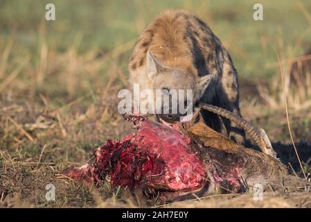 Iena con lechwe rosso uccidere (rubato da un leopardo) in Moremi NP (zona Khwai), Botswana, Africa Foto Stock