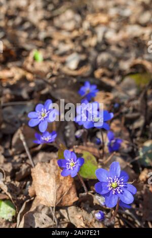 Fiore Liverleaf cresce nei boschi a molla Foto Stock