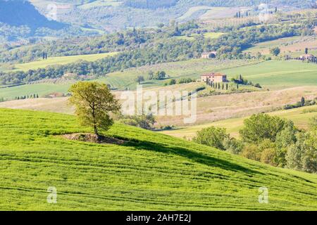 Albero solitario in un territorio rurale paesaggio italiano Foto Stock