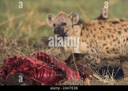 Iena con lechwe rosso uccidere (rubato da un leopardo) in Moremi NP (zona Khwai), Botswana, Africa Foto Stock