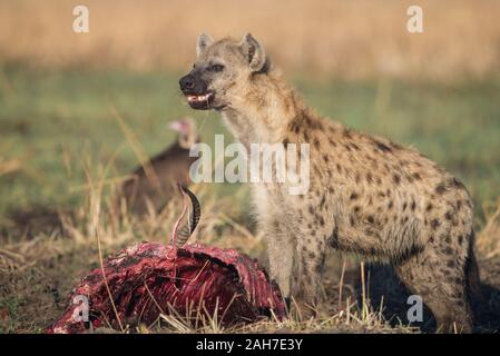 Iena con lechwe rosso uccidere (rubato da un leopardo) in Moremi NP (zona Khwai), Botswana, Africa Foto Stock