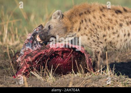 Iena con lechwe rosso uccidere (rubato da un leopardo) in Moremi NP (zona Khwai), Botswana, Africa Foto Stock