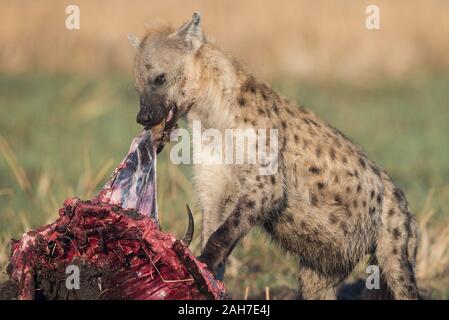 Iena con lechwe rosso uccidere (rubato da un leopardo) in Moremi NP (zona Khwai), Botswana, Africa Foto Stock