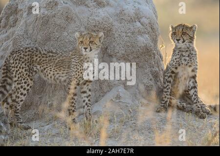 Due ghepardi (acinonyx jubatus) che riposano sulla collina del termite, Moremi NP, (Terzo ponte), Botswana, Africa Foto Stock